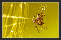 WIDEWIDEWEB-F