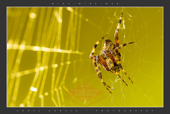 WIDEWIDEWEB-F
