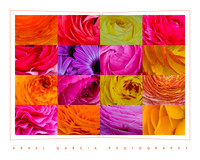 Flower02
