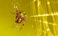 Widewideweb