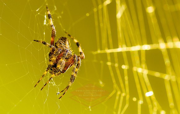 Widewideweb