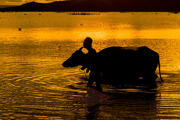 Carabao