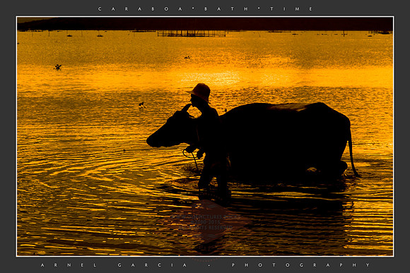 CARABAO-F