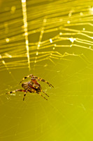 spider-88