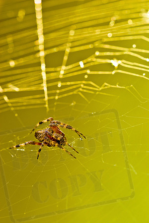 spider-88