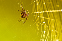 spider-88